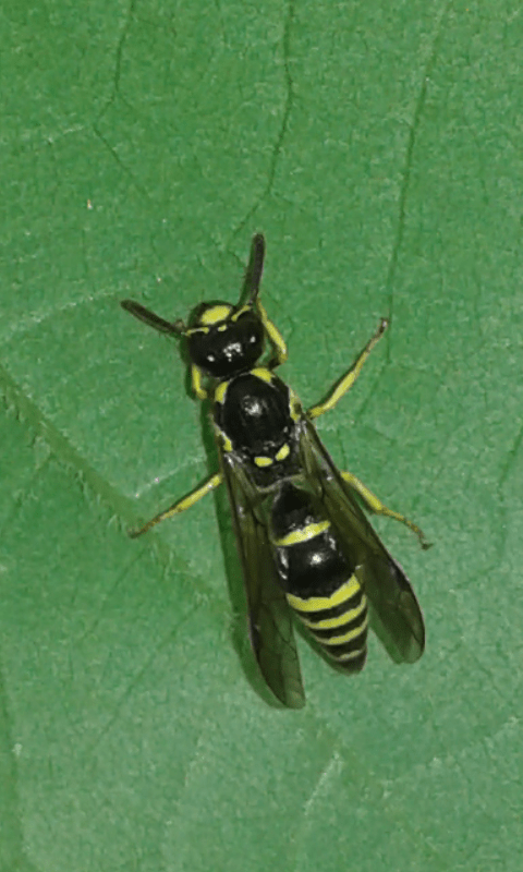 Ancistrocerus sp. (Vespidae Eumeninae)? No, Symmorphus sp.